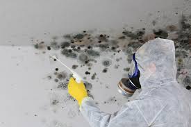 Why You Should Choose Our Mold Remediation Services in New Llano, LA